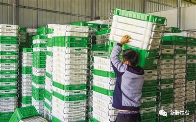 菜園子里種出幸?；?新野縣施庵鎮(zhèn)農(nóng)產(chǎn)品蔬菜基地